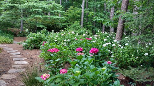 A lush garden path lined with vibrant pink and white flowers, surrounded by green foliage and tall trees.