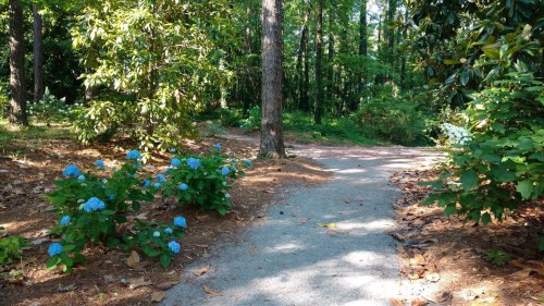 A winding gravel path through a lush green forest, bordered by blooming blue hydrangeas.