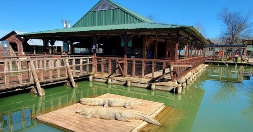 Two alligators sunbathe on a wooden platform in a green pond, with a rustic building in the background.