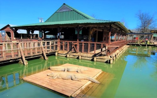 Two alligators sunbathe on a wooden platform in a green pond, with a rustic building in the background under a clear blue sky.