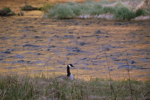 A Canada goose stands on the grassy bank near a shimmering body of water, surrounded by tall grass and soft light.