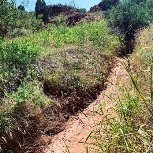 A narrow dirt path winds through tall grass and shrubs in a sunlit, natural landscape.