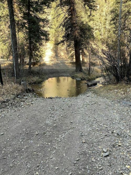 A gravel path leads to a small pond surrounded by trees in a forested area.