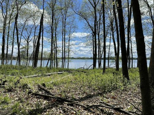 A serene lakeside view surrounded by trees and greenery under a bright blue sky with fluffy clouds.