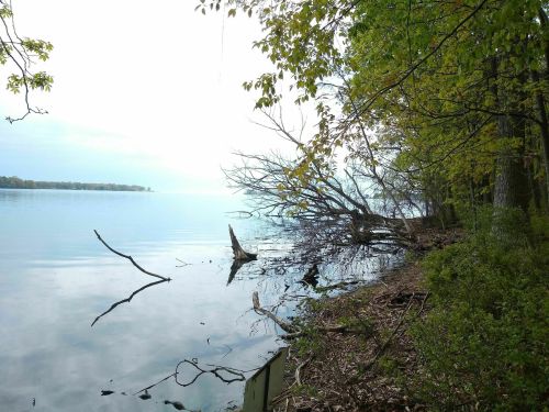 A serene lakeside scene with calm water, trees, and fallen branches along the shore under a cloudy sky.
