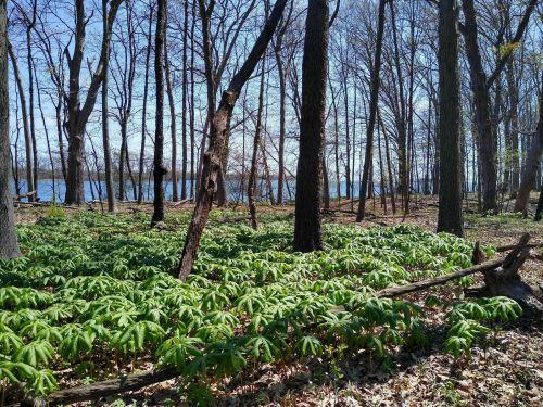 A serene forest scene with lush green plants, bare trees, and a glimpse of water in the background under a clear blue sky.