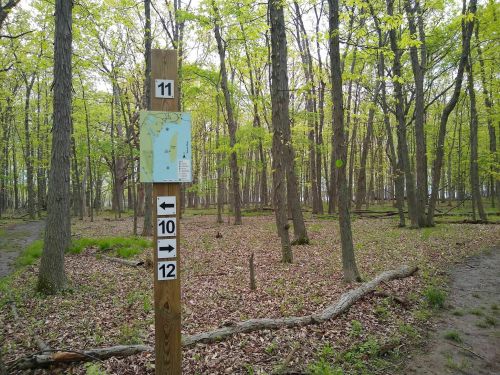 Trail sign in a lush forest, showing directions to trails 10, 11, and 12, surrounded by green trees and fallen leaves.