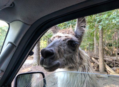 A close-up of a llama's face peering into a car window, surrounded by trees in a natural setting.