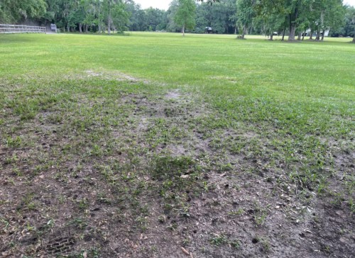 A grassy field with patches of bare soil and small plants emerging, surrounded by trees in the background.