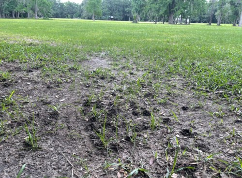 A close-up of a grassy area with sparse grass and muddy patches, surrounded by trees in a park setting.