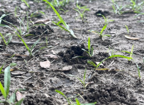 Close-up of soil with small patches of grass and scattered leaves, showing a natural, earthy landscape.