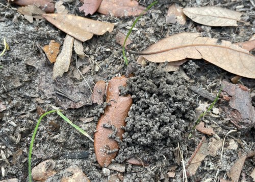 A cluster of dark, textured soil surrounded by dry leaves on the ground.
