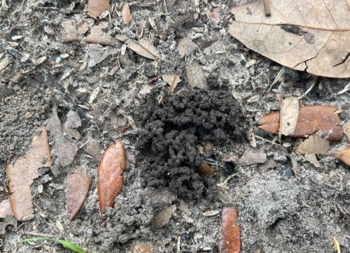 A close-up of dark, textured soil mixed with small leaves and debris on the ground.