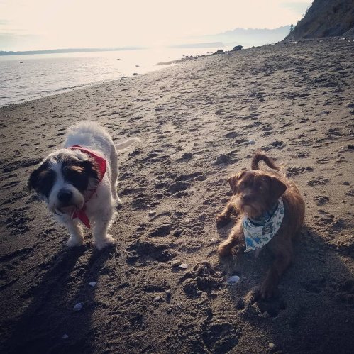 Two dogs on a sandy beach, one with a red bandana and the other with a blue patterned scarf, near the water.