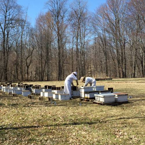 Two beekeepers in white suits tending to beehives in a grassy field surrounded by trees.