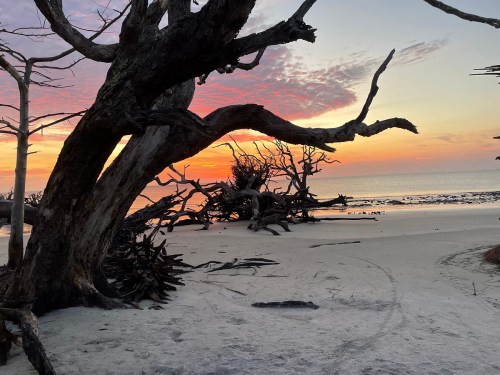 A serene beach scene at sunset, featuring twisted trees and a calm ocean in the background.