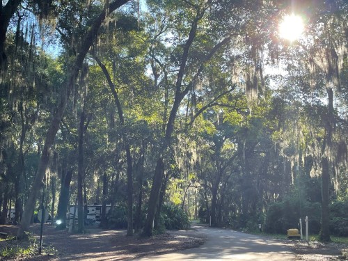 A sunlit path through a wooded area with hanging moss and a glimpse of an RV in the background.