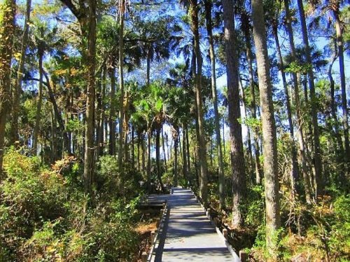 A wooden boardwalk winding through a lush, green forest with tall trees and vibrant foliage under a clear blue sky.