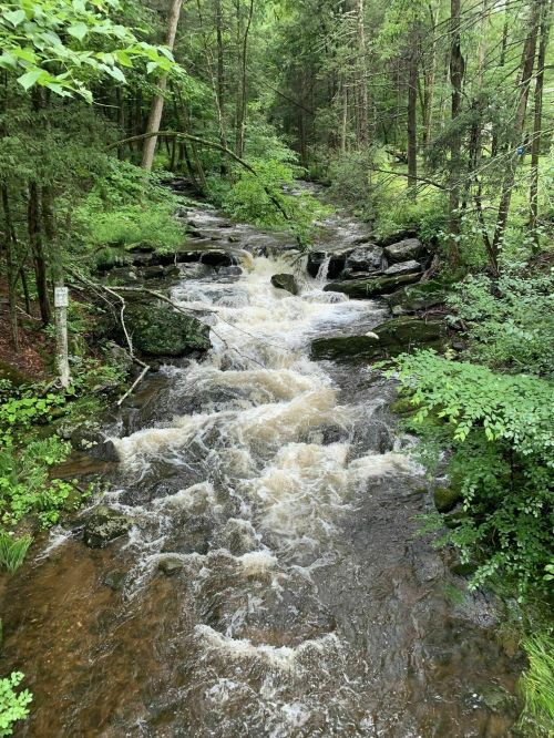 A flowing stream cascades over rocks, surrounded by lush green trees and foliage in a serene forest setting.