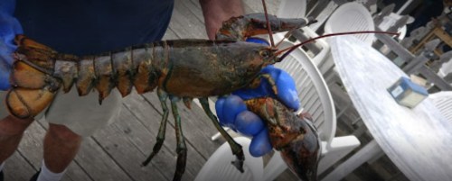 A person wearing blue gloves holds a large lobster, with a wooden deck and white chairs in the background.