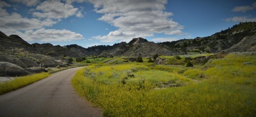 A winding road through vibrant yellow wildflowers and rugged hills under a blue sky with fluffy clouds.