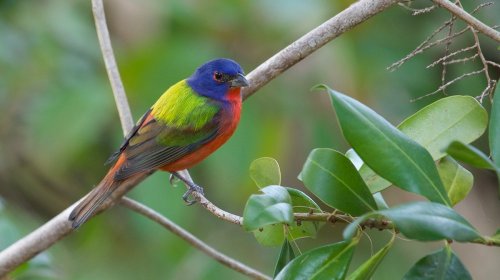 A colorful bird with blue, green, yellow, and red plumage perched on a branch among green leaves.