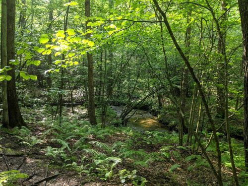 Lush green forest with ferns and a small stream, sunlight filtering through the trees.