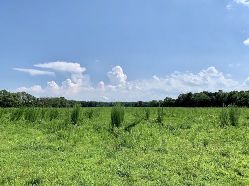 A wide green field under a blue sky with fluffy white clouds and trees in the background.
