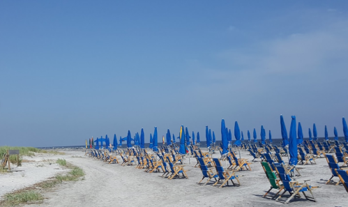 A beach scene with rows of blue umbrellas and wooden lounge chairs on sandy terrain under a clear blue sky.