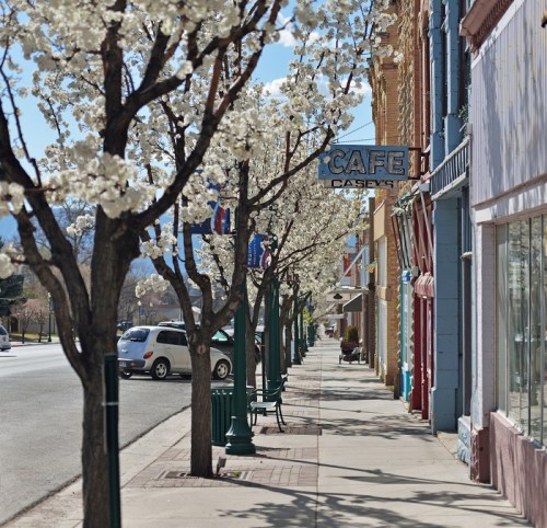 A tree-lined street with blooming white flowers, featuring a café sign and colorful storefronts.