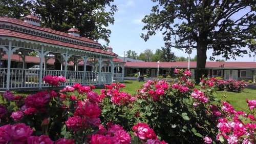 A garden with vibrant pink roses in the foreground, featuring a gazebo and a row of buildings in a lush green setting.