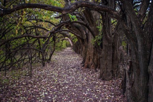 A winding path through a forest of twisted trees, with fallen leaves covering the ground.