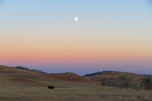 A serene landscape at dusk with a full moon and rolling hills, featuring a lone bison grazing in the foreground.