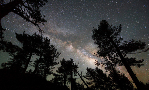 A starry night sky with the Milky Way visible, framed by silhouetted pine trees.