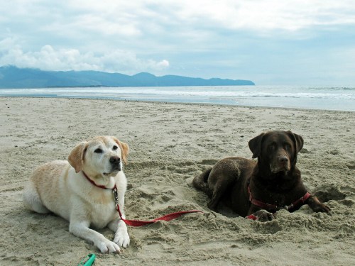 Two dogs, a yellow Labrador and a brown Labrador, relax on a sandy beach with a cloudy sky and ocean in the background.