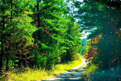 A winding dirt road surrounded by lush green trees and patches of sunlight filtering through the foliage.