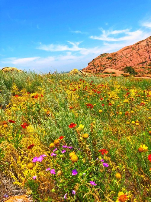 A vibrant field of wildflowers in various colors, with rocky hills and a blue sky in the background.