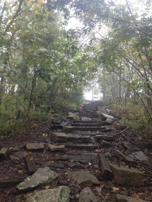 A misty forest path with stone steps leading upward, surrounded by lush greenery and trees.