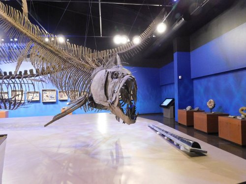 A large fish skeleton suspended in a museum, with blue walls and various exhibits in the background.