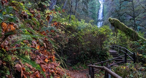 A lush forest path leads to a waterfall, surrounded by vibrant greenery and autumn leaves.