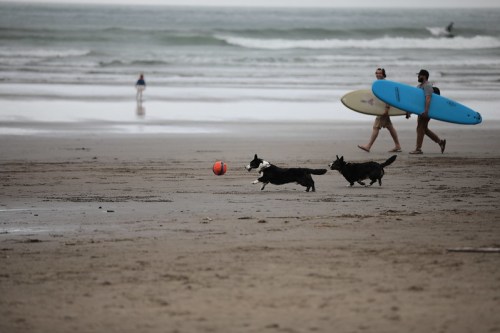 Two dogs chase a ball on the beach while two surfers walk in the background. Waves crash in the distance.