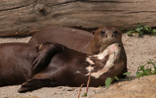 Two otters lounging together on sandy ground, with one resting its head on the other's body.