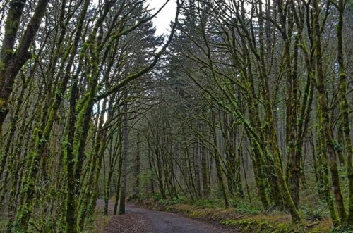 A winding path through a dense forest with tall, moss-covered trees and a serene, natural atmosphere.