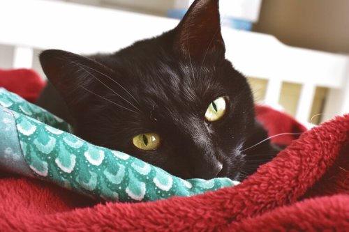 A close-up of a black cat with bright green eyes resting on a red blanket.