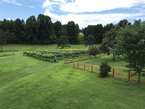 A lush green landscape featuring a vineyard, trees, and a wooden fence under a partly cloudy sky.
