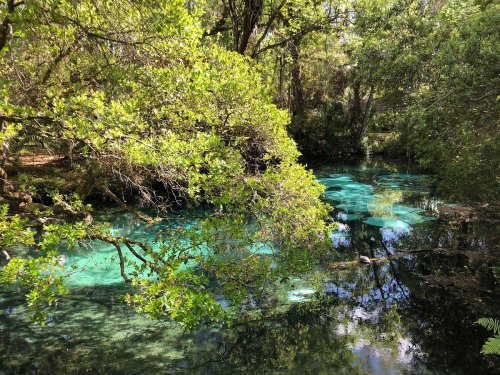 A serene natural scene featuring a clear blue pond surrounded by lush green trees and foliage.