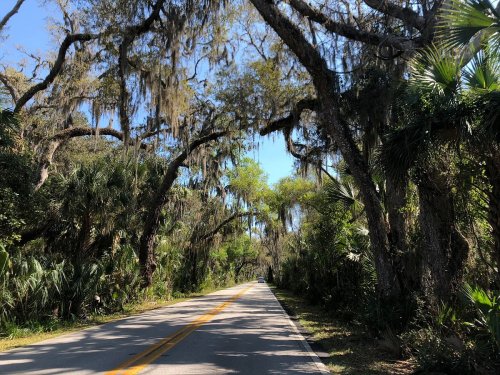 A scenic road lined with tall trees and Spanish moss, surrounded by lush greenery under a clear blue sky.