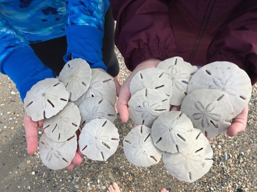 Two hands hold a collection of sand dollars on a sandy beach, showcasing their unique, circular shapes and patterns.