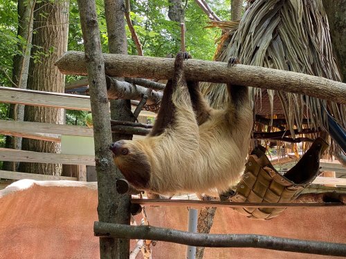 A sloth hanging upside down from a branch in a forested enclosure.
