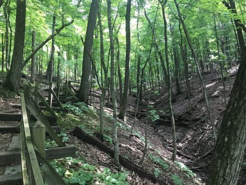 A wooded trail with wooden steps leading through lush green trees and a small creek in a serene forest setting.